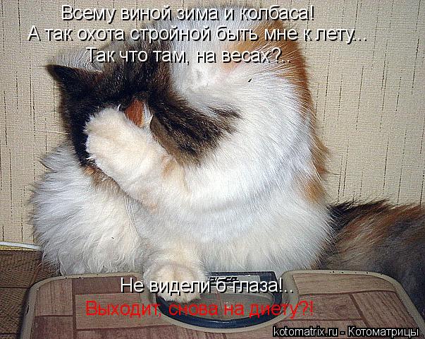 Всему виной зима и колбаса! А так охота стройной быть мне к лету... Так что там, на весах?.. Не видел... Котоматрица: Всему виной зима и колбаса! А так охота стройной быть мне к лету... Так что там, на весах?.. Не видели б глаза!.. Выходит, снова на диету?!