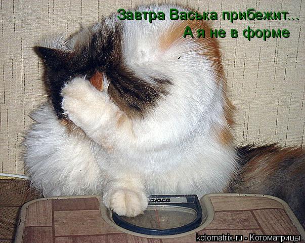 Завтра Васька прибежит... А я не в форме... Котоматрица: Завтра Васька прибежит... А я не в форме