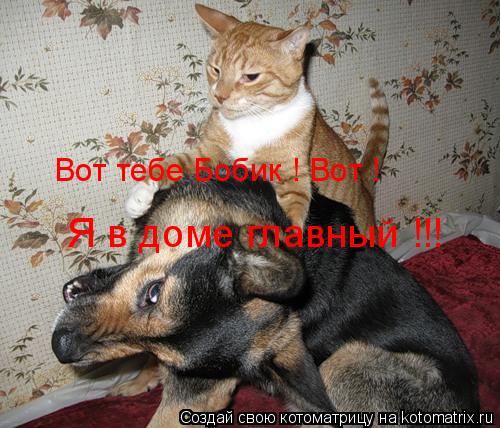 Котоматрица: Я в доме главный !!! Вот тебе Бобик ! Вот !