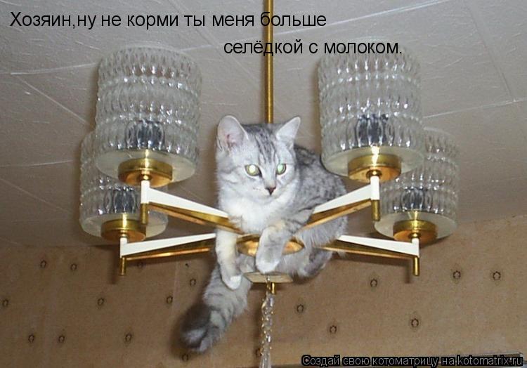 Котоматрица: Хозяин,ну не корми ты меня больше селёдкой с молоком.