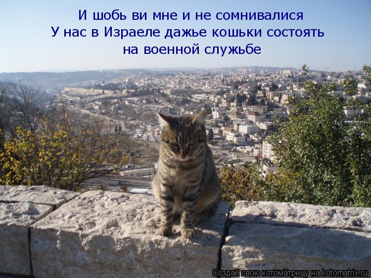 Котоматрица: И шобь ви мне и не сомнивалися У нас в Израеле дажье кошьки состоять на военной служьбе