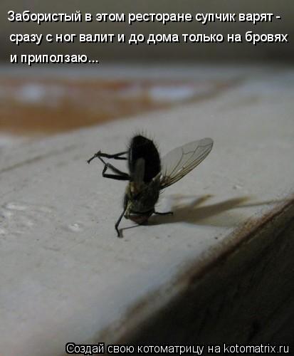 Котоматрица: сразу с ног валит и до дома только на бровях и приползаю... Забористый в этом ресторане супчик варят -