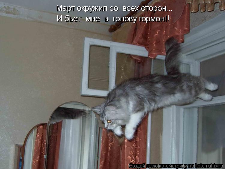 Котоматрица: Март окружил со  всех сторон... И бьет  мне  в  голову гормон!!