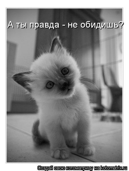 Котоматрица: А ты правда - не обидишь?