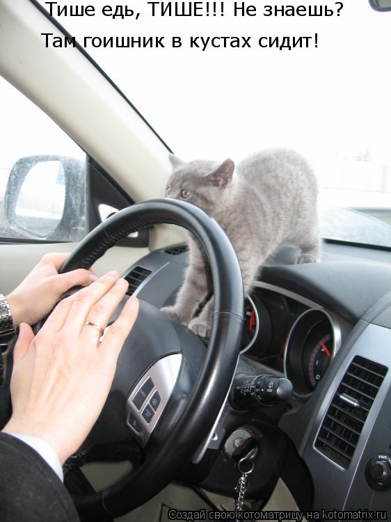 Котоматрица: Тише едь, ТИШЕ!!! Не знаешь?  Там гоишник в кустах сидит!