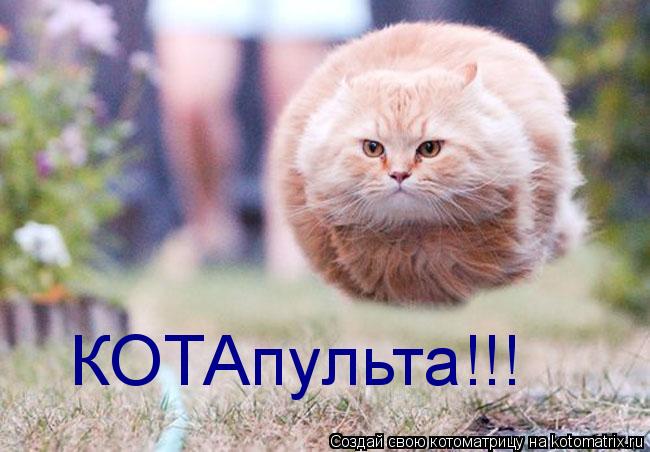 КОТАпульта!!!... Котоматрица: КОТАпульта!!!