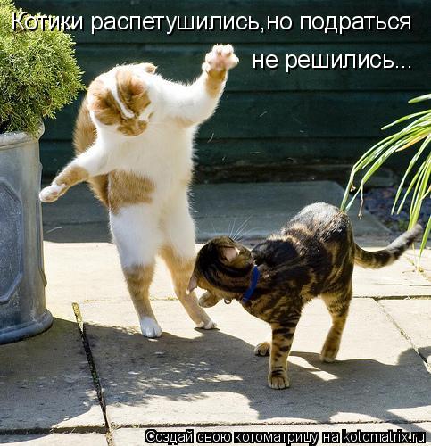 Котоматрица: Котики распетушились,но подраться   не решились...