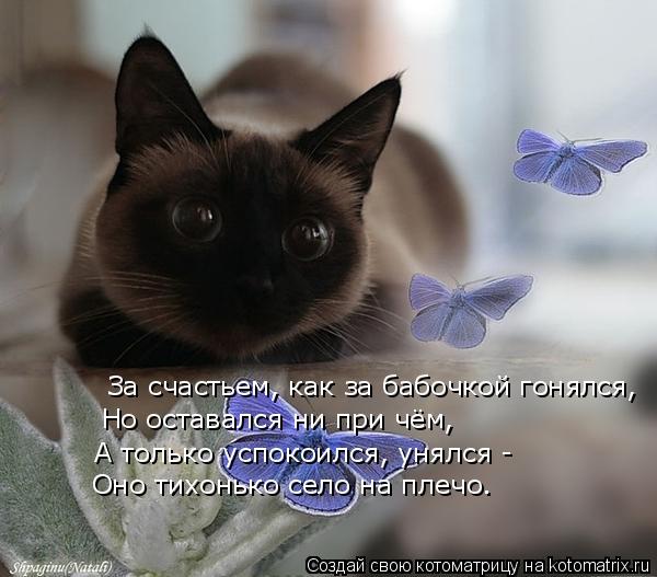 Котоматрица: За счастьем, как за бабочкой гонялся, Но оставался ни при чём, А только успокоился, унялся - Оно тихонько село на плечо.