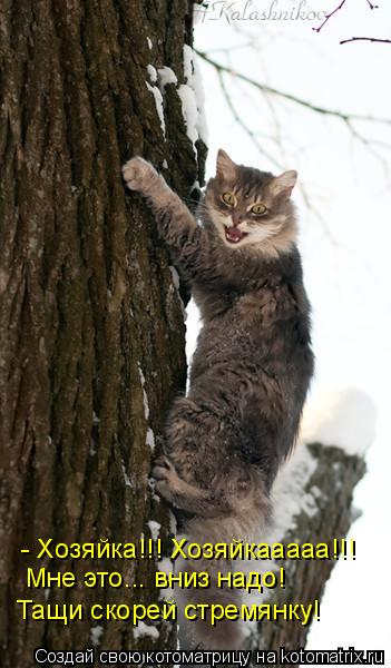 Котоматрица: - Хозяйка!!! Хозяйкааааа!!! Мне это... вниз надо! Тащи скорей стремянку!