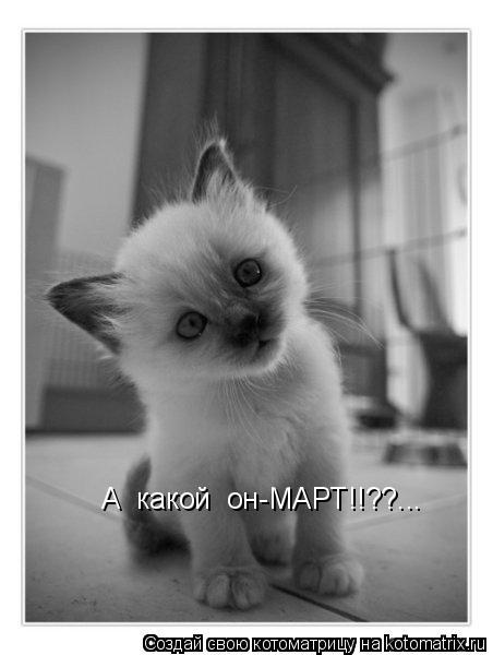 Котоматрица: А  какой  он-МАРТ!!??...