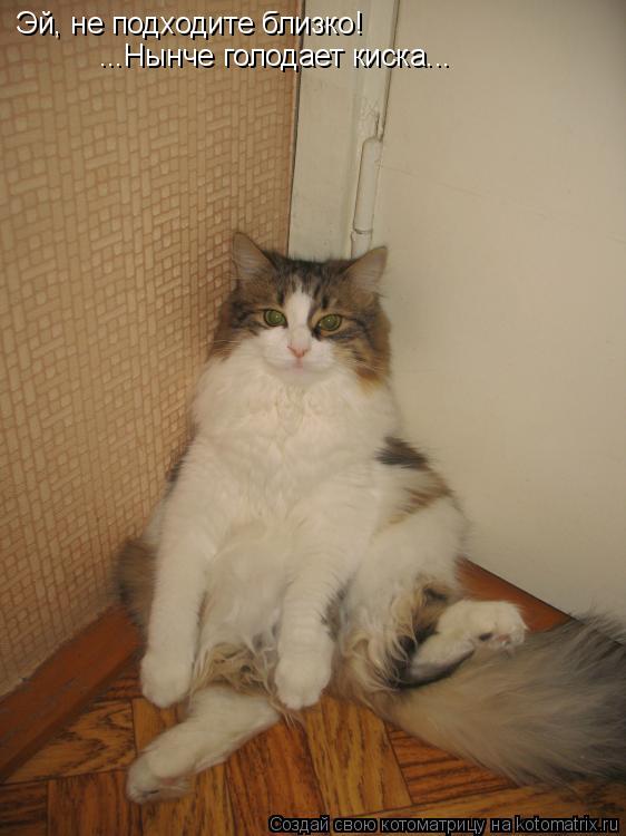 Эй, не подходите близко! ...Нынче голодает киска...... Котоматрица: Эй, не подходите близко! ...Нынче голодает киска...