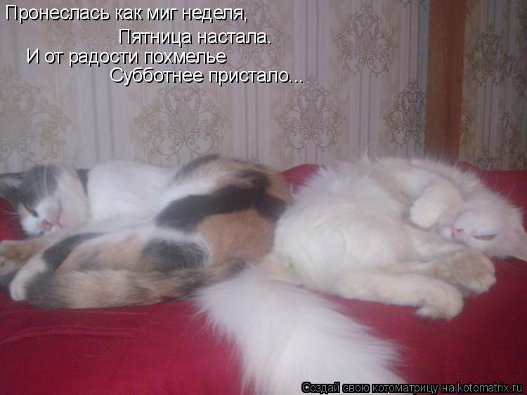 Пронеслась как миг неделя, Пятница настала. И от радости похмелье Субботнее пристало...... Котоматрица: Пронеслась как миг неделя, Пятница настала. И от радости похмелье Субботнее пристало...