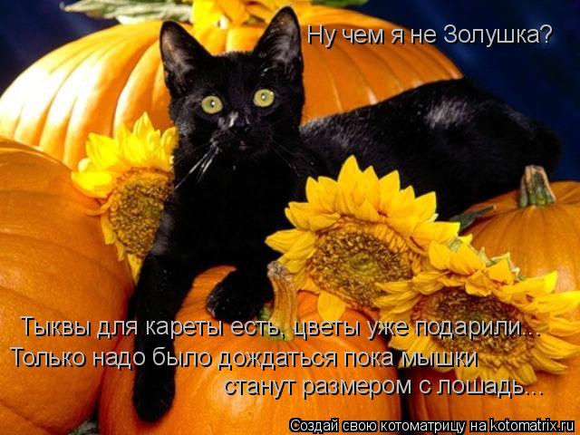 Котоматрица: Ну чем я не Золушка? Тыквы для кареты есть, цветы уже подарили... Только надо было дождаться пока мышки станут размером с лошадь...