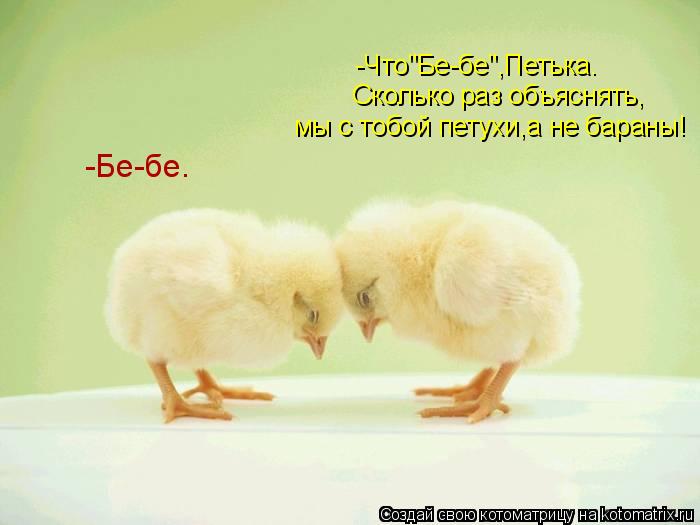 -Бе-бе. -Что"Бе-бе",Петька. Сколько раз объяснять, мы с тобой петухи,а не бараны!... Котоматрица: -Бе-бе. -Что"Бе-бе",Петька. Сколько раз объяснять, мы с тобой петухи,а не бараны!