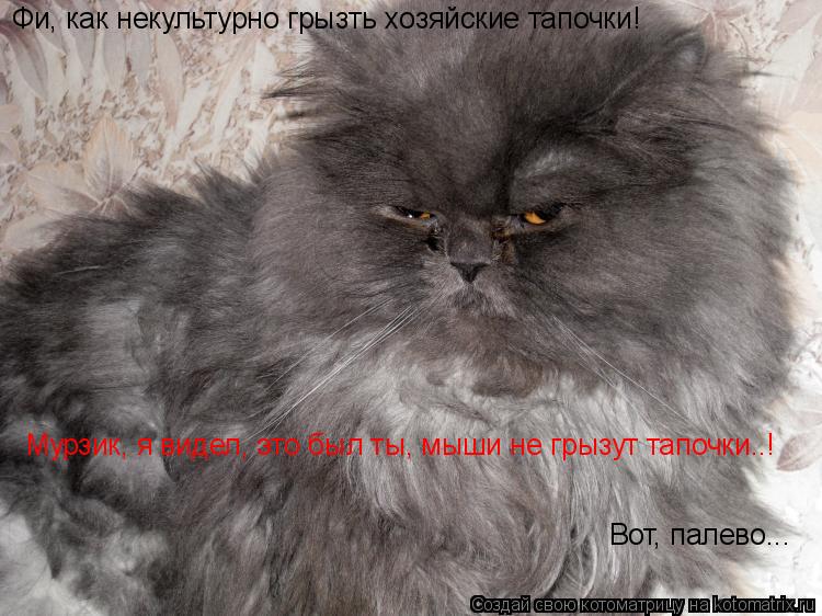 Фи, как некультурно грызть хозяйские тапочки! Мурзик, я видел, это был ты, мыши не грызут тапочки..! ... Котоматрица: Фи, как некультурно грызть хозяйские тапочки! Мурзик, я видел, это был ты, мыши не грызут тапочки..! Вот, палево...