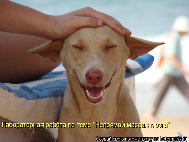 Лабораторная работа по теме "Непрямой массаж мозга"... Котоматрица: Лабораторная работа по теме "Непрямой массаж мозга"