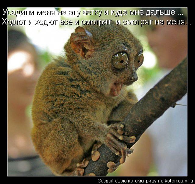 Усадили меня на эту ветку и куда мне дальше ... Ходют и ходют все и смотрят и смотрят на меня...... Котоматрица: Усадили меня на эту ветку и куда мне дальше ... Ходют и ходют все и смотрят и смотрят на меня...