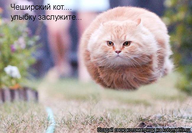 Чеширский кот.... улыбку заслужите...... Котоматрица: Чеширский кот.... улыбку заслужите...