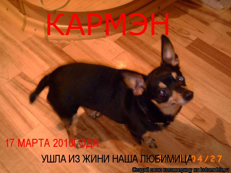 КАРМЭН 17 МАРТА 2010ГОДА УШЛА ИЗ ЖИНИ НАША ЛЮБИМИЦА... Котоматрица: КАРМЭН 17 МАРТА 2010ГОДА УШЛА ИЗ ЖИНИ НАША ЛЮБИМИЦА
