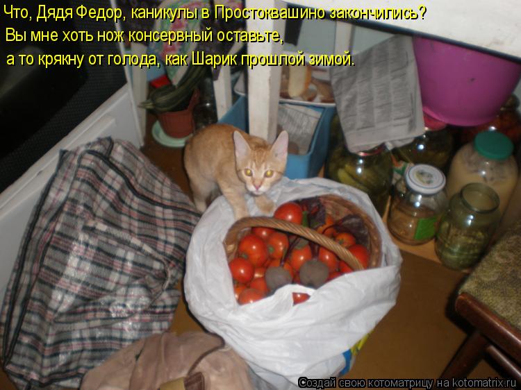 Котоматрица: Что, Дядя Федор, каникулы в Простоквашино закончились? Вы мне хоть нож консервный оставьте,  а то крякну от голода, как Шарик прошлой зимой.