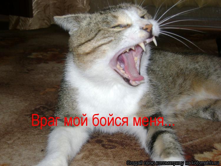 Котоматрица: Враг мой бойся меня...