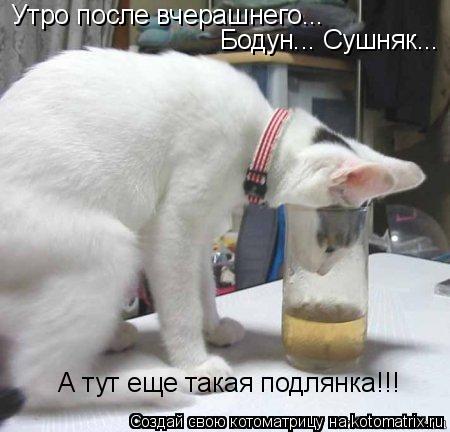 Котоматрица: Утро после вчерашнего... Бодун... Сушняк... А тут еще такая подлянка!!!