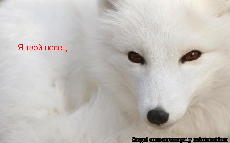Котоматрица: Я твой песец