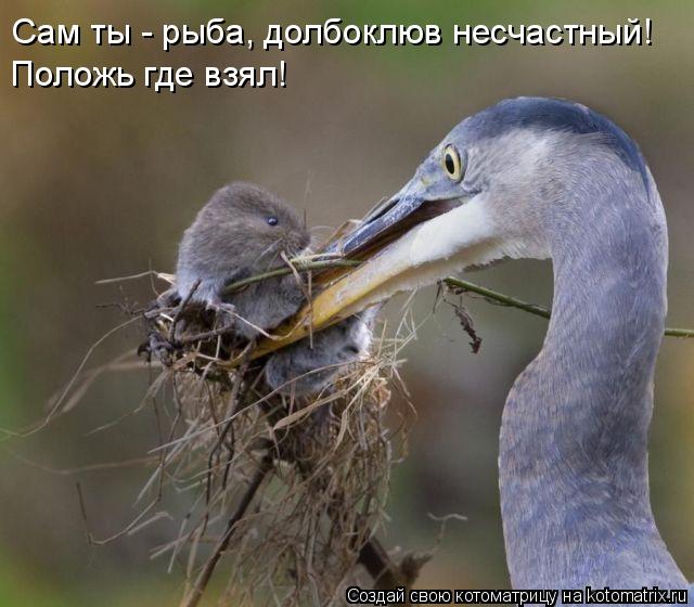 Котоматрица: Сам ты - рыба, долбоклюв несчастный! Положь где взял!