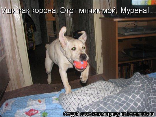 Котоматрица: Уши как корона, Этот мячик мой, Мурёна!