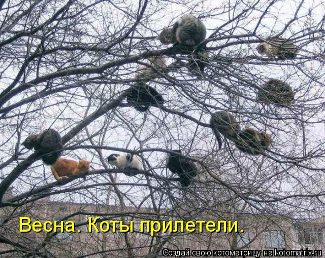 Котоматрица: Весна. Коты прилетели.