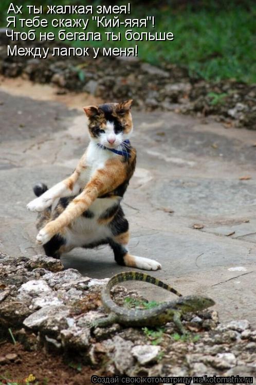 Котоматрица: Ах ты жалкая змея! Я тебе скажу "Кий-яяя"! Чтоб не пряталась ты ловко, между лапок у меня. Ах ты жалкая змея! Я тебе скажу "Кий-яяя"! Между лапок у