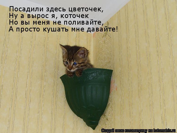 Котоматрица: Посадили здесь цветочек, Ну а вырос я, коточек Но вы меня не поливайте, А просто кушать мне давайте!