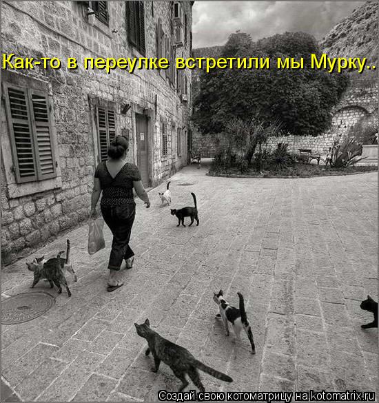Котоматрица: Как-то в переулке встретили мы Мурку...