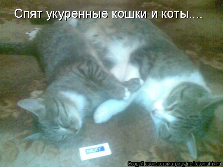 Котоматрица: Спят укуренные кошки и коты....