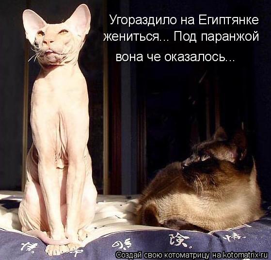 Котоматрица: Угораздило на Египтянке жениться... Под паранжой  вона че оказалось...