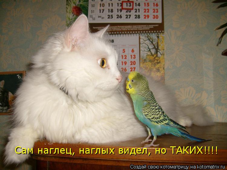 Котоматрица: Сам наглец, наглых видел, но ТАКИХ!!!!