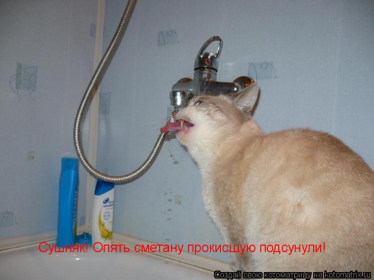 Котоматрица: Сушняк! Опять сметану прокисшую подсунули!