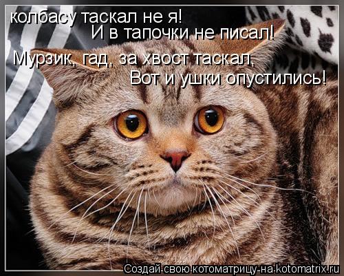 Котоматрица: колбасу таскал не я! И в тапочки не писал! Мурзик, гад, за хвост таскал, Вот и ушки опустились!