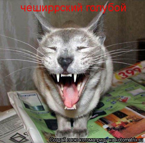 Котоматрица: чеширрский голубой