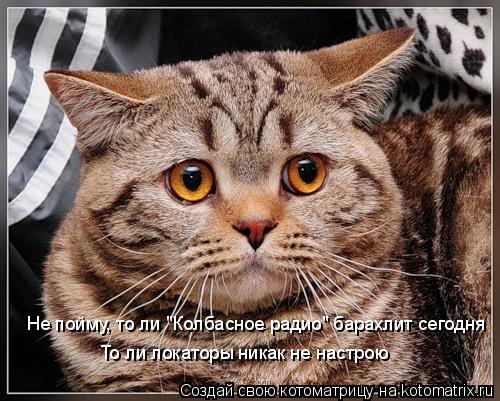 Котоматрица: Не пойму, то ли "Колбасное радио" барахлит сегодня То ли локаторы никак не настрою