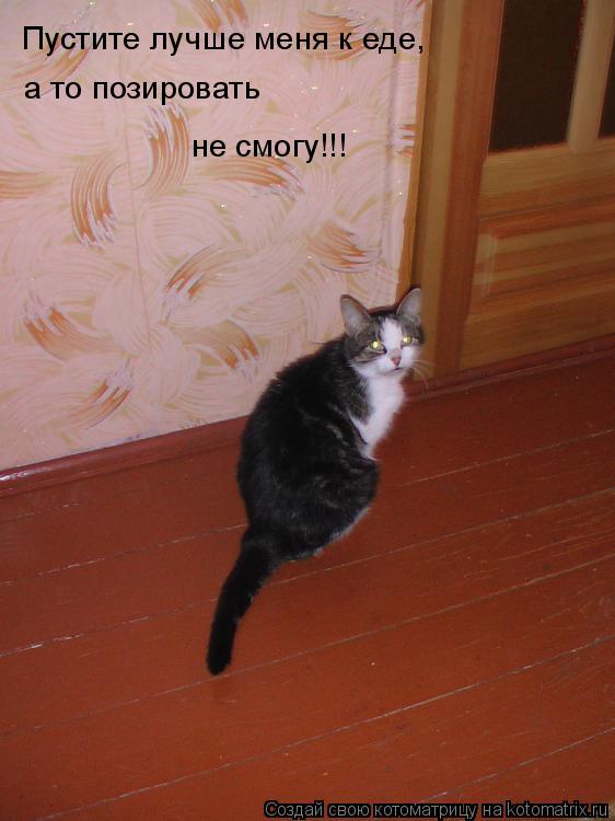 Котоматрица: Пустите лучше меня к еде, а то позировать  не смогу!!!