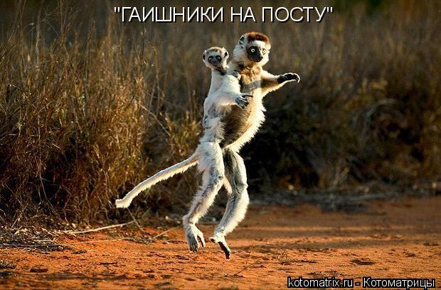 Котоматрица: "ГАИШНИКИ НА ПОСТУ"