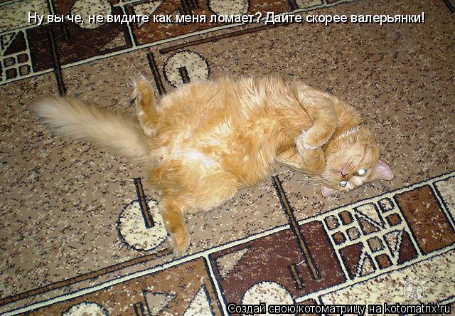 Котоматрица: Ну вы че, не видите как меня ломает? Дайте скорее валерьянки!