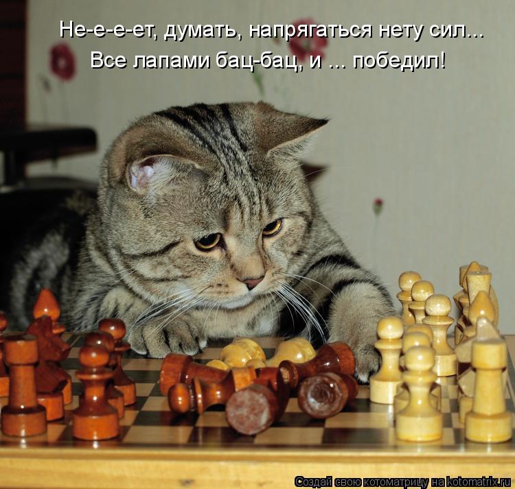 Котоматрица: Не-е-е-ет, думать, напрягаться нету сил... Все лапами бац-бац, и ... победил!