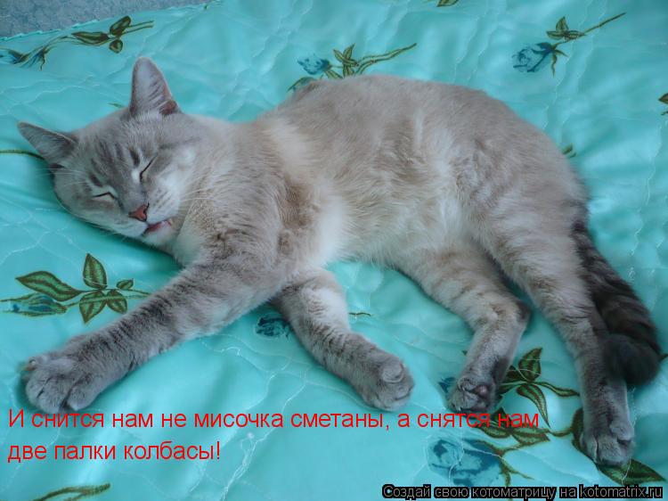 Котоматрица: И снится нам не мисочка сметаны, а снятся нам  две палки колбасы!