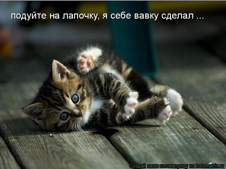 подуйте на лапочку, я себе вавку сделал ...... Котоматрица: подуйте на лапочку, я себе вавку сделал ...