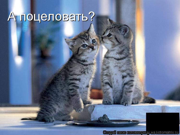 Котоматрица: А поцеловать?