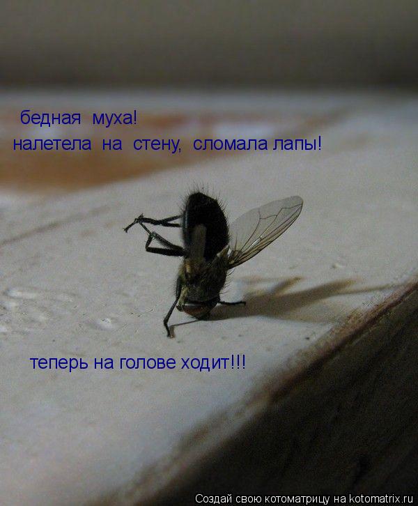 Котоматрица: бедная  муха!  налетела  на  стену,  сломала лапы! теперь на голове ходит!!!