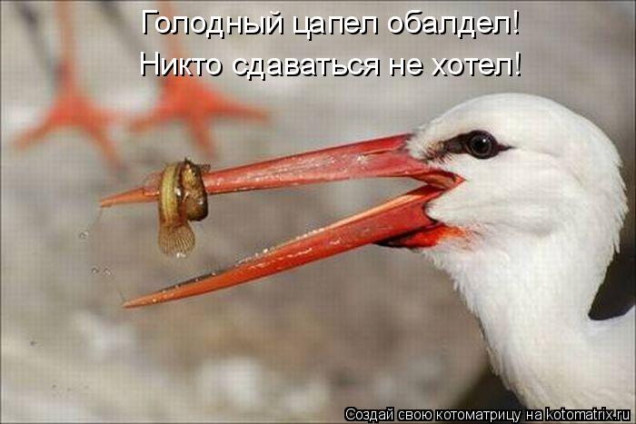 Котоматрица: Голодный цапел обалдел! Никто сдаваться не хотел!