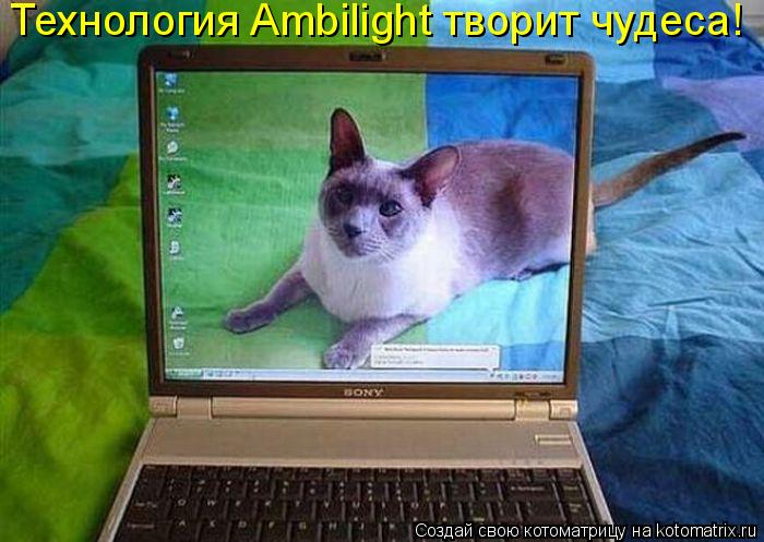 Технология Ambilight творит чудеса!... Котоматрица: Технология Ambilight творит чудеса!